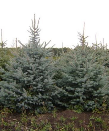 Ель голубая
Высота 2 – 3 метра