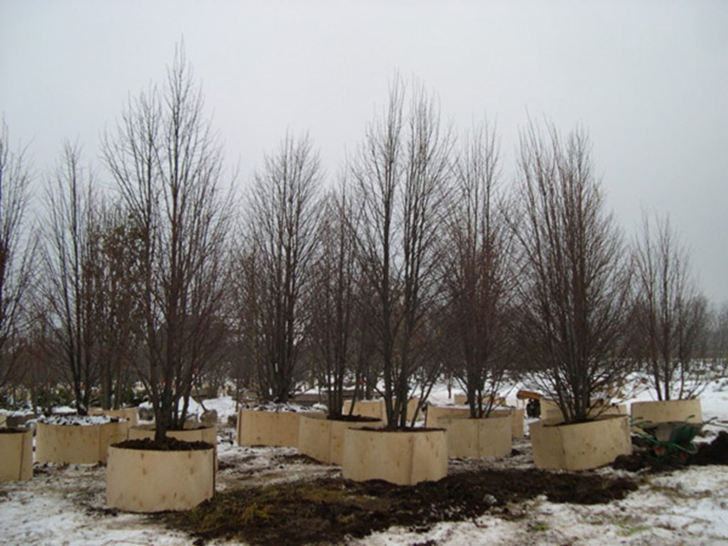 Посадка липы мелколистной