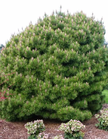 Сосна горная