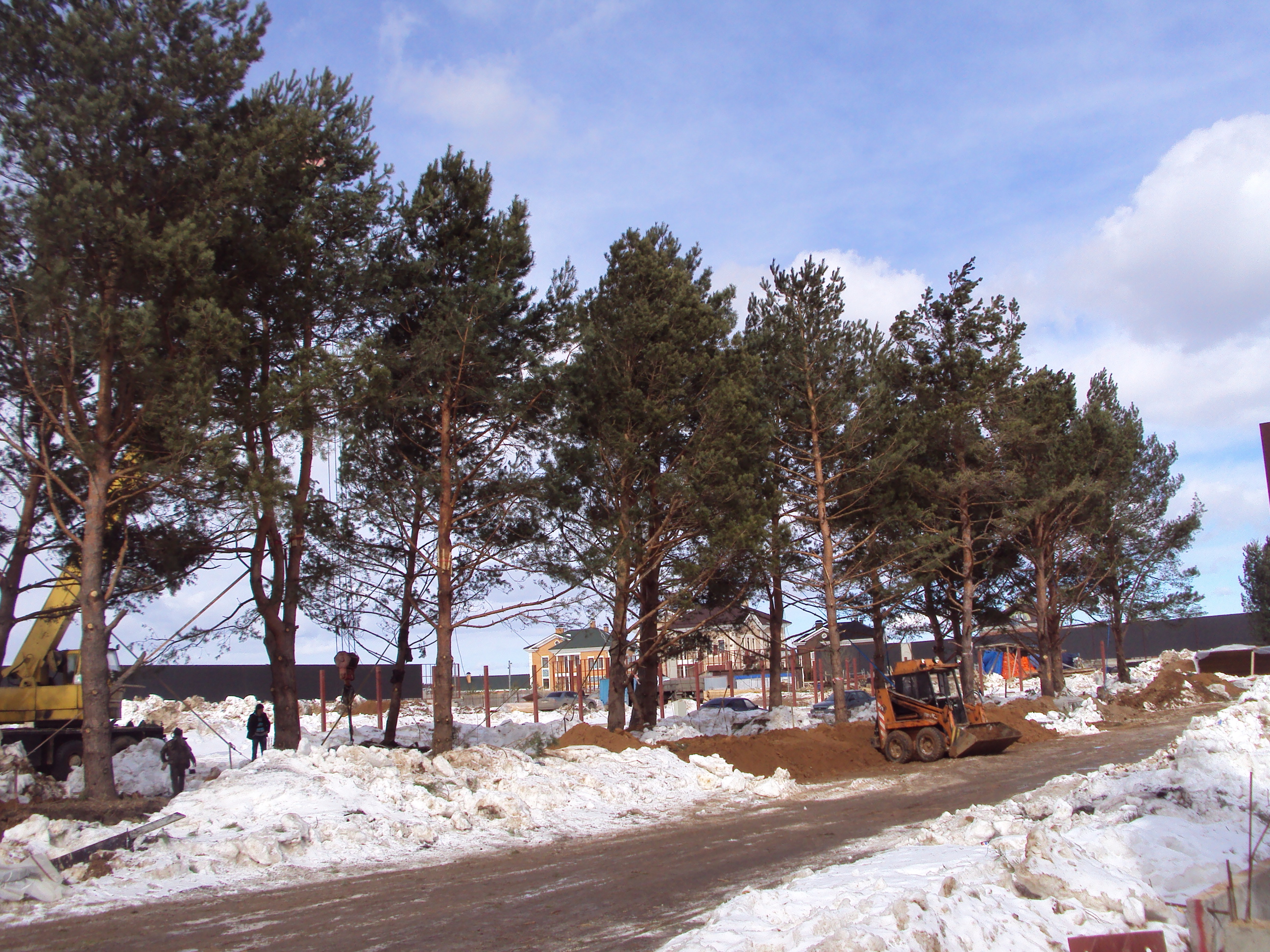 Посадка хвойных крупномеров