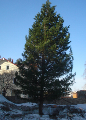 Кедр сибирский высота 8 – 10 метров